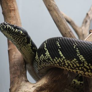 Boelen's Python
