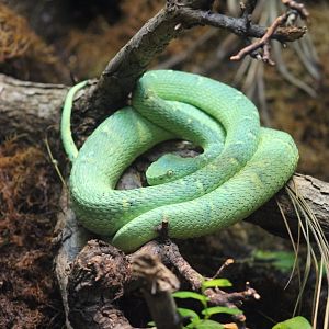 Side-Striped Palm-Pitviper