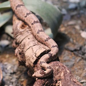 Banded Rock Rattlesnake