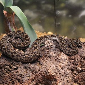 Mexican Lance-Headed Rattlesnake