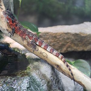 Chinese Crocodile Lizard