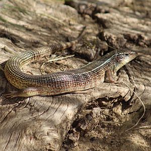Yellow-Throated Plated Lizard