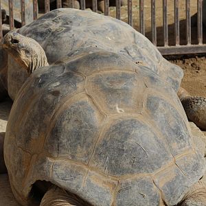 Galápagos Giant Tortoise