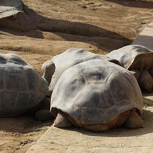 Galápagos Giant Tortoise