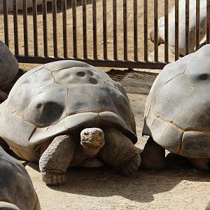 Galápagos Giant Tortoise