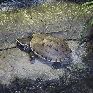 Malaysian Snail-Eating Turtle