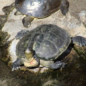 Chinese Stripe-Necked Turtle