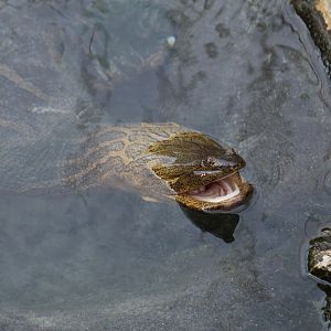 Indian Narrow-Headed Softshell Turtle