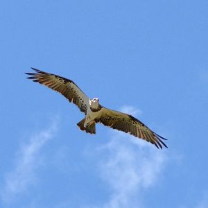 Osprey