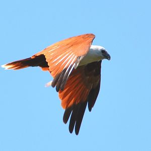 Brahminy kite