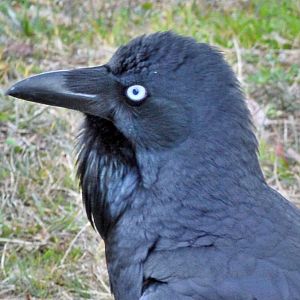 Australian raven