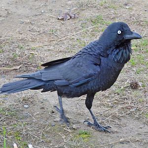 Australian raven 2