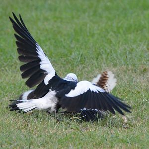 Australian magpie & Kookaburra tussle.