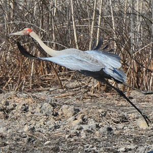 Brolga