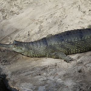 Indian Gharial