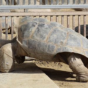 Galápagos Giant Tortoise