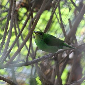 Leafbird ID?