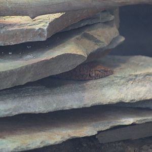 Pilbara Rock Monitor
