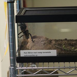 Undescribed Tarantula Species