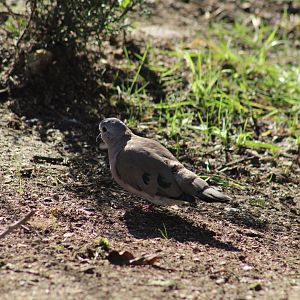 Emerald-Spotted Wood-Dove
