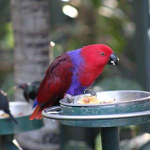 Moluccan Eclectus Parrot
