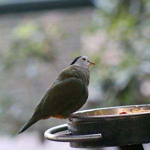 Black-Naped Fruit-Dove