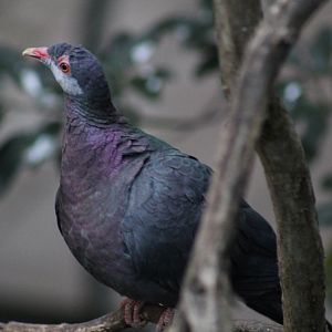 Metallic Pigeon