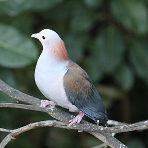 Chestnut-Naped Imperial-Pigeon