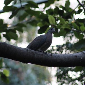 Philippine Collared Dove