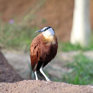 African Jacana