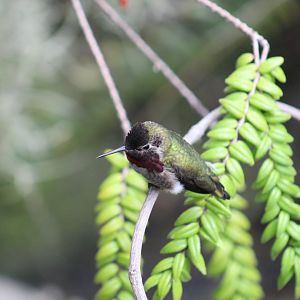 Anna's Hummingbird