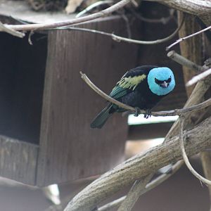 Blue-Necked Tanager