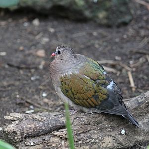 Grey-Capped Emerald Dove