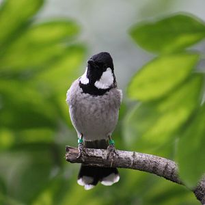 White-Eared Bulbul