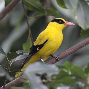 Eastern Black-Naped Oriole
