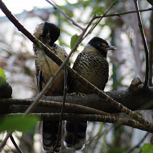 Spotted Laughingthrush
