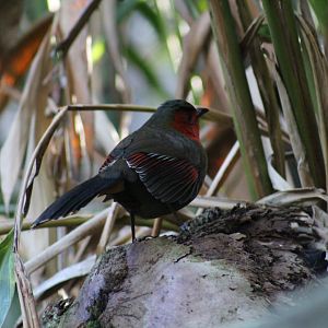 Scarlet-Faced Liocichla