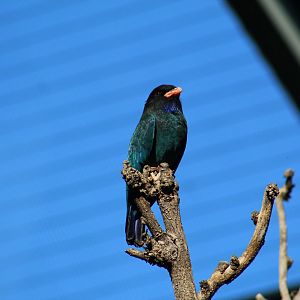 Oriental Dollarbird