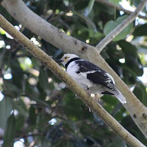 Black-Collared Starling