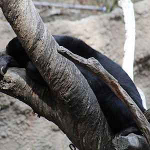 Bornean Sun Bear