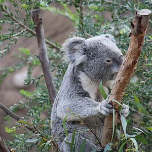 Queensland Koala