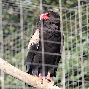Bateleur Eagle
