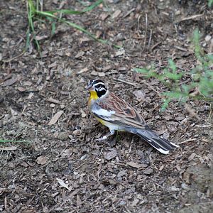 Golden-Breasted Bunting