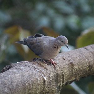 Senegal Laughing Dove