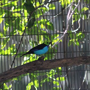 Red-Rumped Paradise Tanager