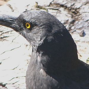 Pied currawong