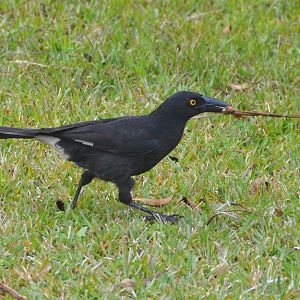 Pied currawong 2