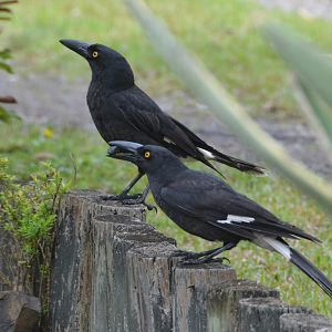 Pied currawongs
