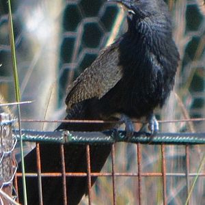 Male pheasant coucal