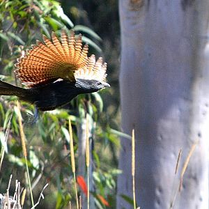Male pheasant coucal 2